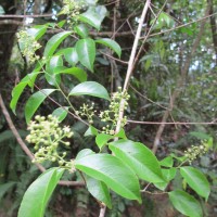 Celastrus paniculatus Willd.